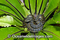 Diamond Python Morelia spilota spilota Photo - Gary Bell
