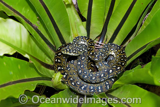 Diamond Python in a Birds Nest Fern photo Diamond Python in a Birds Nest Fern photo
