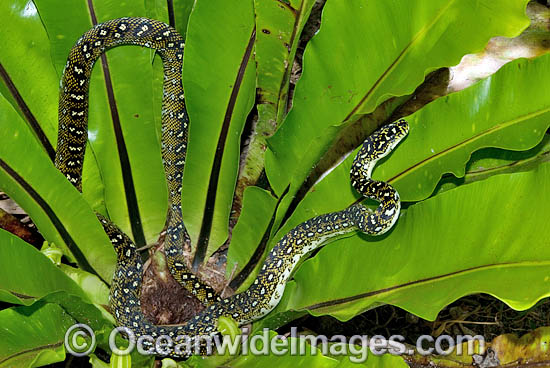 Diamond Python Morelia spilota spilota photo Diamond Python Morelia spilota spilota photo