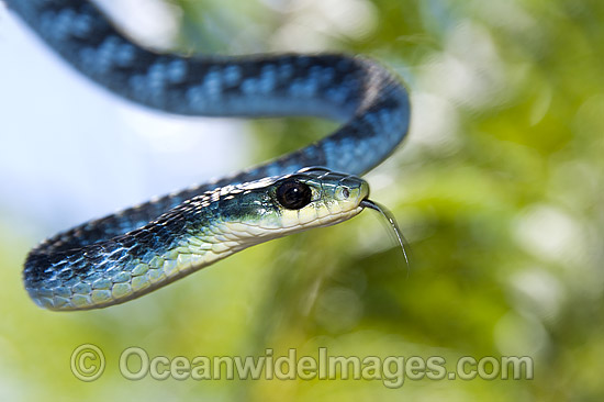 Green Tree Snake Dendrelaphis punctulata photo Green Tree Snake Dendrelaphis punctulata photo