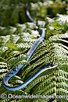 Green Tree Snake Dendrelaphis punctulata Photo - Gary Bell