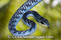 Green Tree Snake Dendrelaphis punctulata Photo - Gary Bell