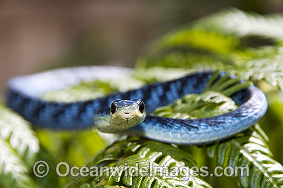Green Tree Snake Dendrelaphis punctulata photo Green Tree Snake Dendrelaphis punctulata photo