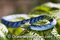 Green Tree Snake Dendrelaphis punctulata Photo - Gary Bell