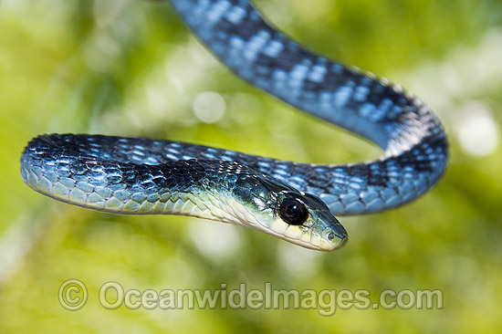 Green Tree Snake Dendrelaphis punctulata photo Green Tree Snake Dendrelaphis punctulata photo