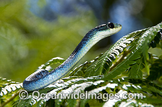 Green Tree Snake Dendrelaphis punctulata photo Green Tree Snake Dendrelaphis punctulata photo