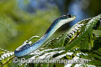 Green Tree Snake Dendrelaphis punctulata Photo - Gary Bell