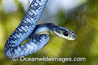 Green Tree Snake Dendrelaphis punctulata Photo - Gary Bell