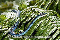 Green Tree Snake Dendrelaphis punctulata Photo - Gary Bell