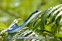 Green Tree Snake Dendrelaphis punctulata Photo - Gary Bell