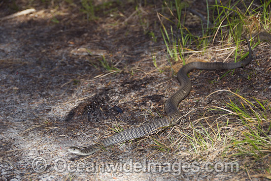 Rough-scaled Snake Tropidechis carinatus photo
