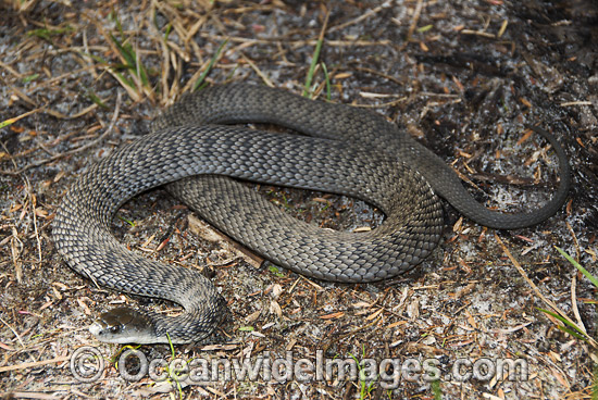 Rough-scaled Snake Tropidechis carinatus photo Rough-scaled Snake Tropidechis carinatus photo