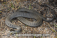 Rough-scaled Snake Tropidechis carinatus Photo - Gary Bell