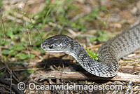 Rough-scaled Snake Tropidechis carinatus Photo - Gary Bell