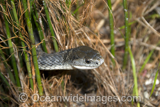Rough-scaled Snake Tropidechis carinatus photo Rough-scaled Snake Tropidechis carinatus photo