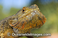 Central Bearded Dragon Photo - Gary Bell