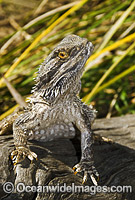 Central Bearded Dragon Pogona vitticeps Photo - Gary Bell