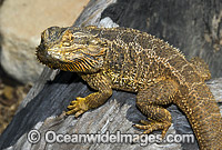 Central Bearded Dragon Photo - Gary Bell