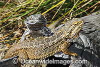 Bearded Dragon Pogona vitticeps Photo - Gary Bell