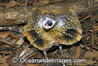 Frilled Lizard defensive display Photo - Gary Bell