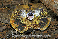 Frilled Lizard Chlamydosaurus kingii Photo - Gary Bell