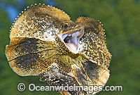 Frilled Lizard defensive display Photo - Gary Bell