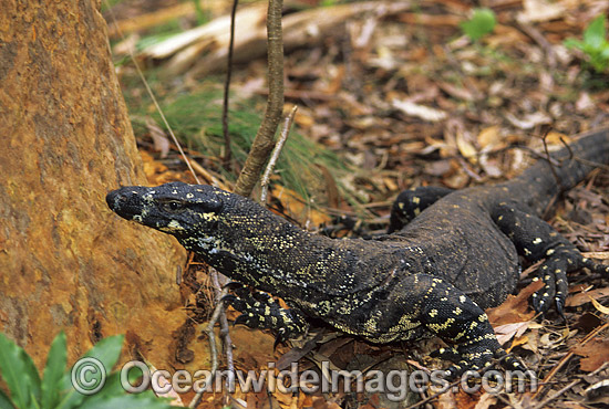 Lace Monitor Varanus varius Goanna photo Lace Monitor Varanus varius Goanna photo