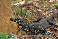 Lace Monitor Varanus varius Goanna Photo - Gary Bell