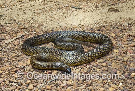 Fierce Snake Oxyuranus microlepidotus photo Fierce Snake Oxyuranus microlepidotus photo