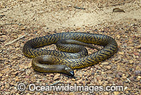 Fierce Snake Oxyuranus microlepidotus Photo - Gary Bell