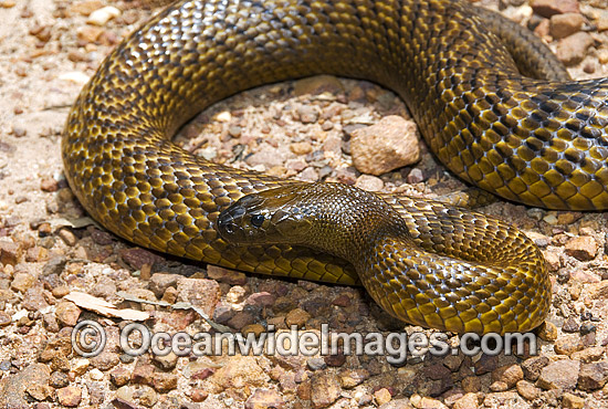Fierce Snake photo Fierce Snake photo
