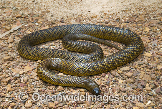 Fierce Snake Oxyuranus microlepidotus photo