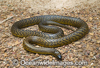 Fierce Snake Oxyuranus microlepidotus Photo - Gary Bell