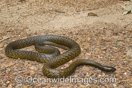 Fierce Snake photo