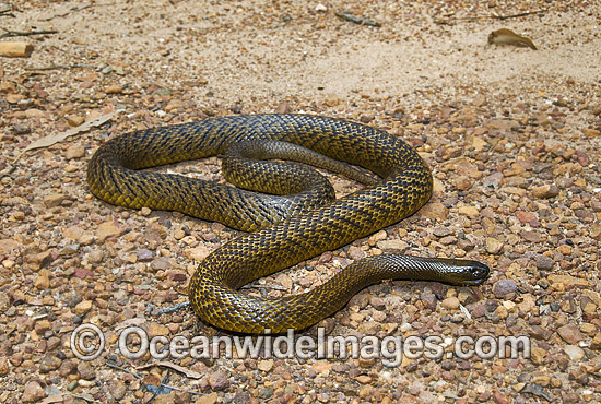 Fierce Snake Oxyuranus microlepidotus photo Fierce Snake Oxyuranus microlepidotus photo