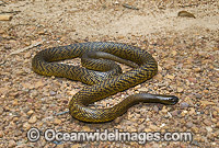 Fierce Snake Oxyuranus microlepidotus Photo - Gary Bell