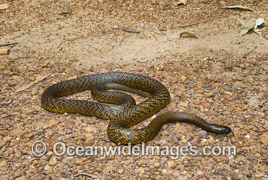 Fierce Snake photo Fierce Snake photo