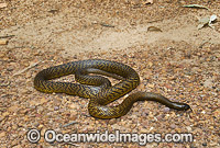 Fierce Snake Photo - Gary Bell