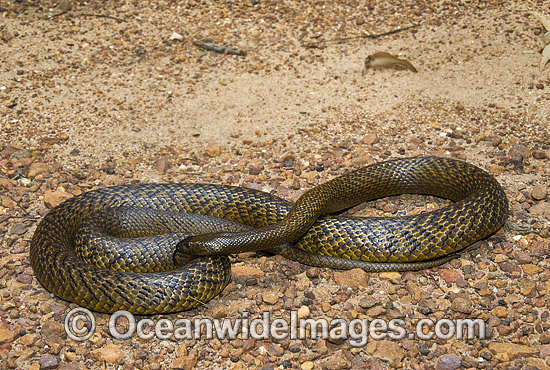 Fierce Snake Oxyuranus microlepidotus photo