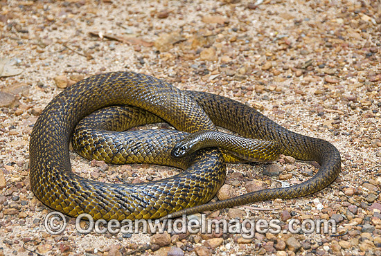 Fierce Snake photo Fierce Snake photo