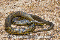 Fierce Snake Photo - Gary Bell