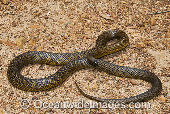 Fierce Snake Oxyuranus microlepidotus photo Fierce Snake Oxyuranus microlepidotus photo