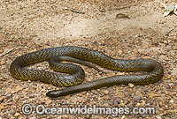 Fierce Snake Oxyuranus microlepidotus Photo - Gary Bell