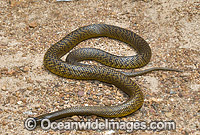 Fierce Snake Photo - Gary Bell