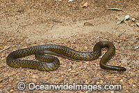 Fierce Snake Photo - Gary Bell
