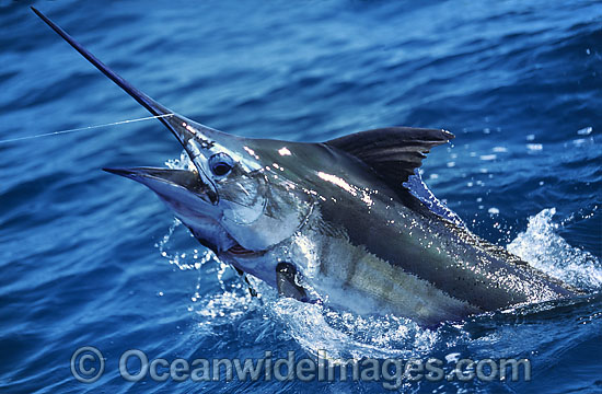 Blue Marlin Billfish Makaira mazara photo Blue Marlin Billfish Makaira mazara photo