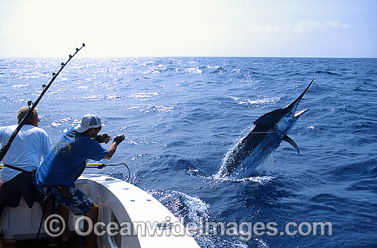 Fisherman reeling in Black Marlin photo Fisherman reeling in Black Marlin photo