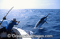 Fisherman reeling in Black Marlin Photo - John Ashley