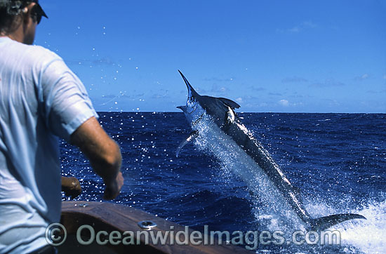 Fisherman reeling in Black Marlin photo
