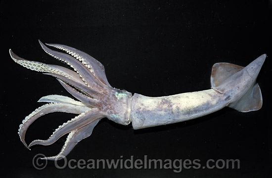 Arrow Squid Nototodarus gouldi photo Arrow Squid Nototodarus gouldi photo